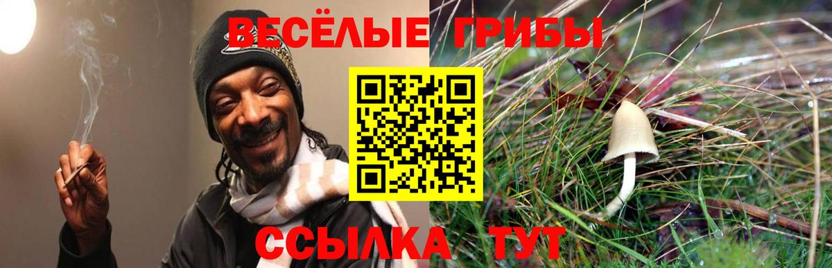 Псилоцибиновые грибы мицелий Сосновоборск